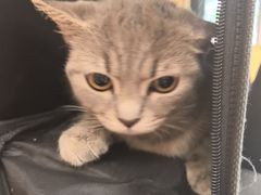 -瑞派康怡24h宠物医院·犬猫医疗中心·微创绝育(瑞景分院)