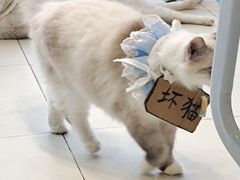 -怪兽屋·羊驼·猫咖·狗咖(俊华广场店)