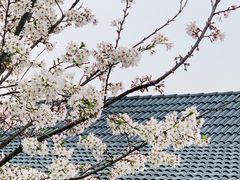 -新虹桥中心花园