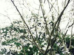 -武汉大学-樱园