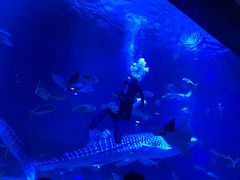 -烟台海昌鲸鲨海洋公园