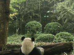 -都江堰中华大熊猫苑