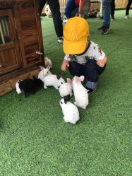 -萌宠亲子动物乐园(槐房万达店)