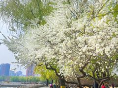 -莲花池公园