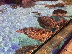 -哈尔滨波塞冬海底世界