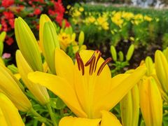 -荷兰花海