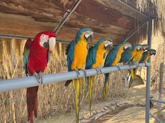 -西霞口神雕山野生动物世界