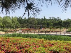 -大兴滨河森林公园