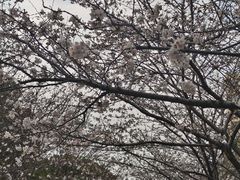 -高东镇樱花园