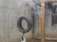 -合肥野生动物园
