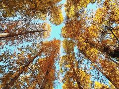 -黄海国家森林公园