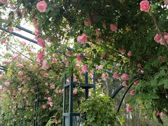 -都江堰玫瑰花溪谷