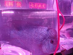 -华声天桥民俗文化园