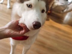 -Husky Go! 哈士奇体验馆·宠物咖啡厅狗咖