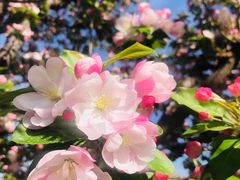 -海棠花溪(元大都城垣遗址公园)