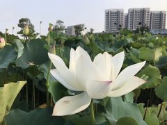 -南京医科大学(江宁校区)