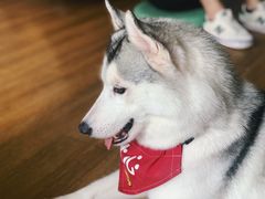 -Husky Go! 哈士奇体验馆·宠物咖啡厅狗咖