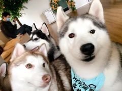 -Husky Go! 哈士奇体验馆·宠物咖啡厅狗咖