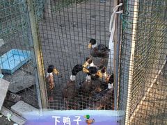 -前小桔亲子创意农场·草莓采摘·露营烧烤