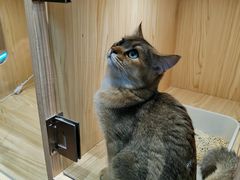 -屋虎猫馆(宝安大仟里店)