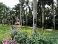 -深圳仙湖植物园