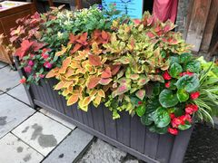 -安仁古镇