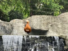 -上海野生动物园