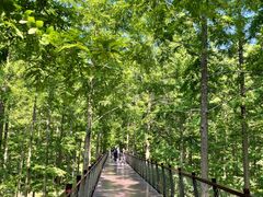 -黄海国家森林公园