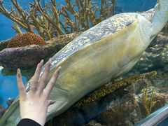 -上海海洋水族馆