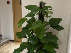 -麦子MaiMassage(打浦桥店)