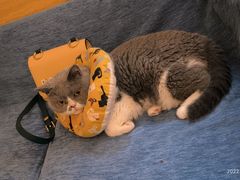 -滚猫咖啡·猫咖·猫友好撸猫(未来城店)
