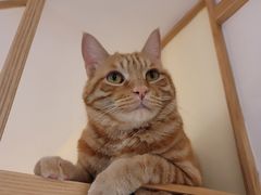 -滚猫咖啡·猫咖·猫友好撸猫(未来城店)