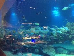 -海棠湾洲际-涛·海底餐厅·美人鱼·自助餐·海底隧道