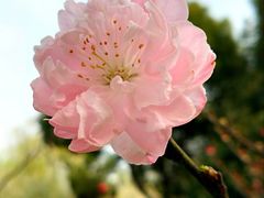 -南汇桃花村