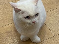 -Let's go狗咖·猫咖·奶狗·桌游(春熙路IFS店)
