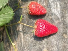 -田趣农庄草莓采摘园