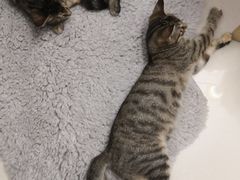 -瑞派名望24h动物医院异宠专科·猫专科·骨科·重症监护分院