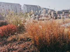 -嘉定紫藤园
