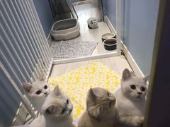 -喵的天空名猫咖啡馆·撸猫·猫舍·用品