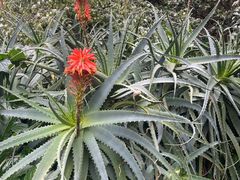 -墨尔本皇家植物园