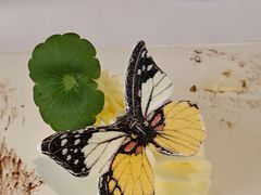 -蝶舍·MAISON PAPILLON