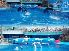-海合安成都极地海洋公园