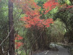 -铁山坪森林公园