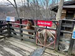 -宫城藏王狐狸村