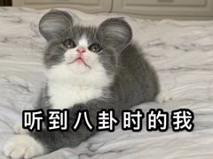 -喵zoo家庭繁育猫舍(尖东智能花园店)