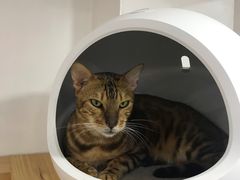 -李小姐の猫咖啡馆(五角场店)