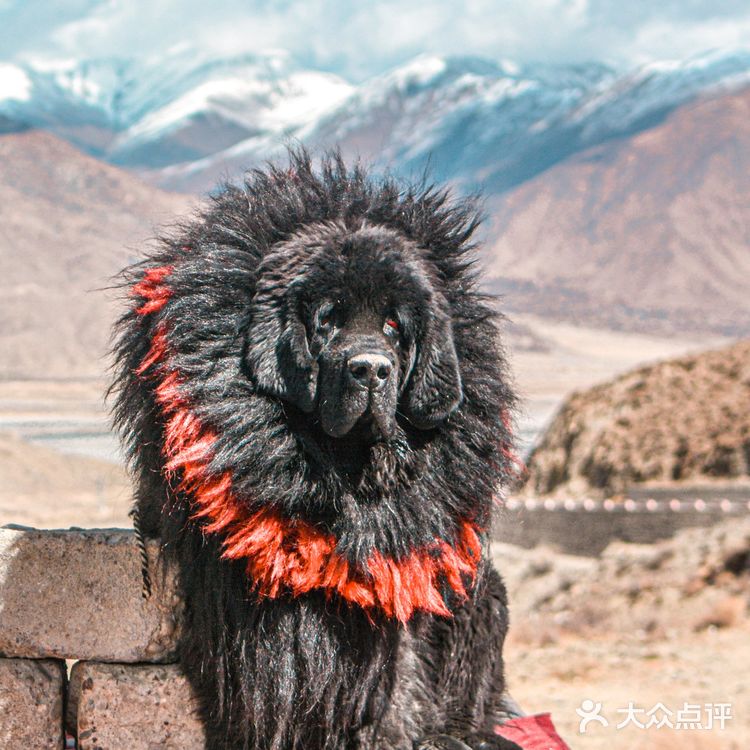 西藏小众私藏|羊湖边的藏獒拍照点