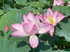 -莲花池公园