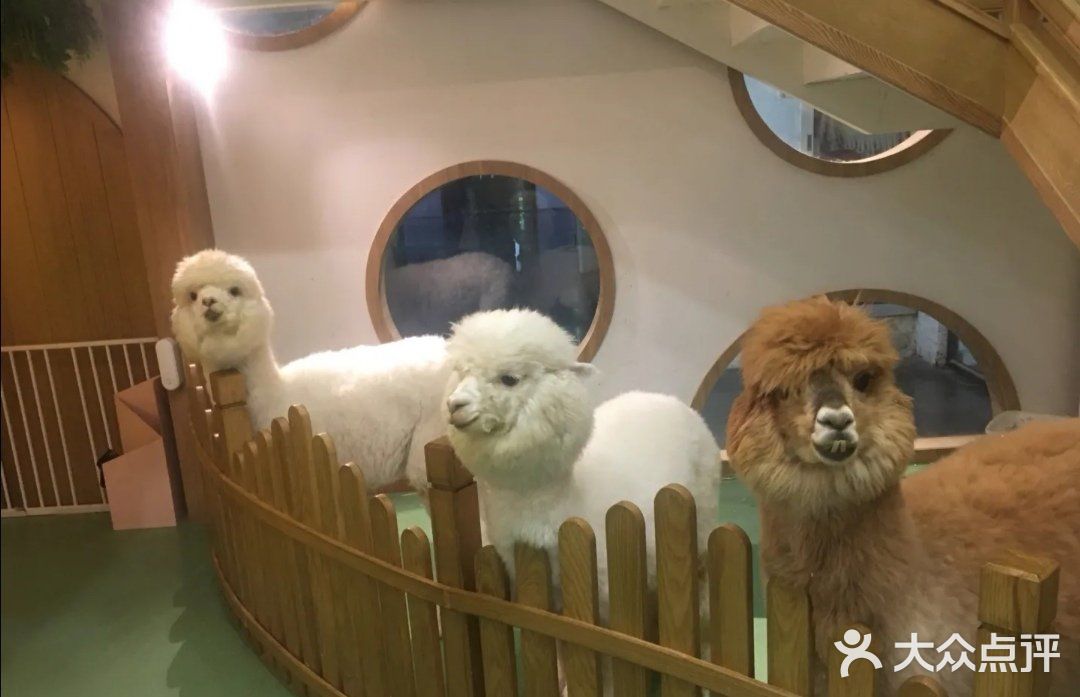假日带娃新去处—宠物主题亲子体验馆