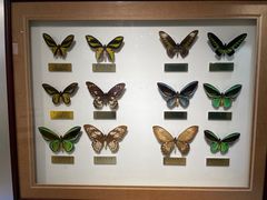 -上海昆虫博物馆